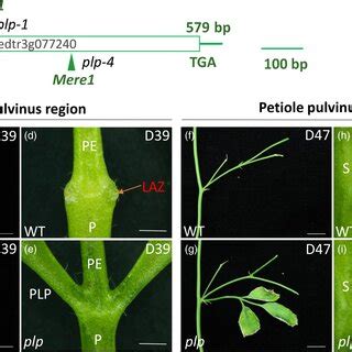 Petiolule‐like pulvinus (plp) mutant of M. truncatula showing defects... | Download Scientific ...