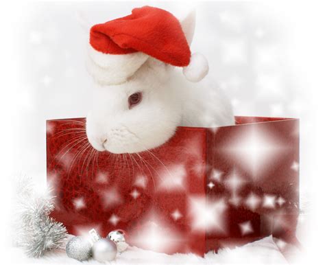 Christmas Bunny Wallpaper - WallpaperSafari