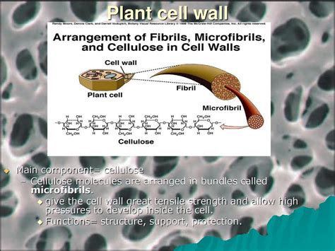 Topic 1: Cells. - ppt download