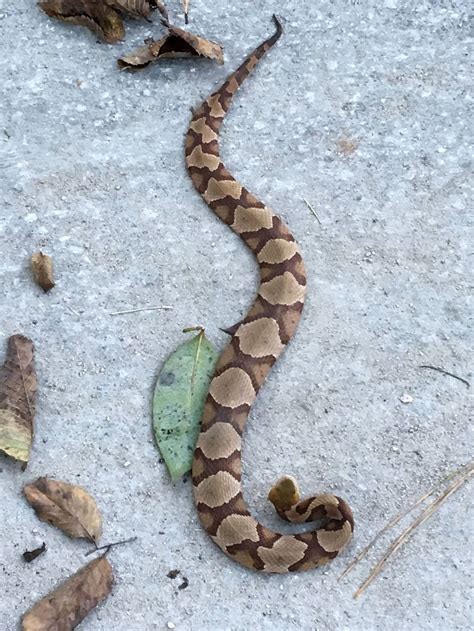 5 ways to keep SC copperheads out of your yard this spring | Myrtle Beach Sun News