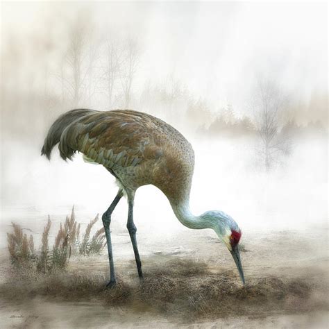 Sandhill Crane Digital Art by Merrilee Soberg