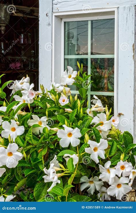 White Window and Flowers stock image. Image of house - 42851589