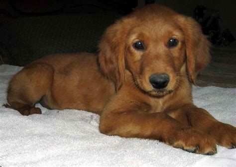 Dark Red Golden Retriever Puppies For Sale Near Me : Dark Red Golden ...