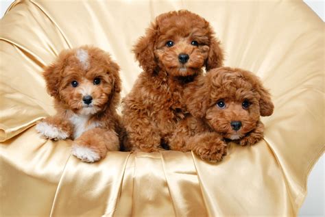 Labradoodle Puppy Wallpapers - Wallpaper Cave