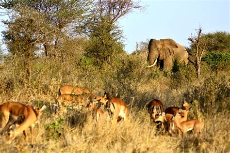 Tanzania Crater Savannah Safari 3 Days Arusha – Tarangire – Ngorongoro | African Savannah Holidays