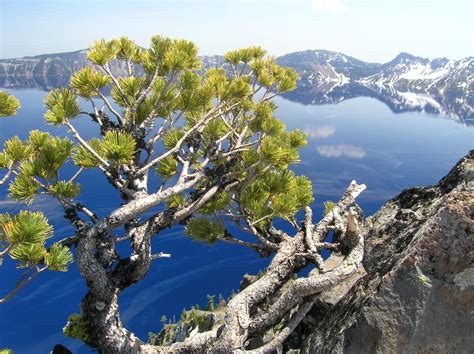 Pinus albicaulis (whitebark pine) description - The Gymnosperm Database