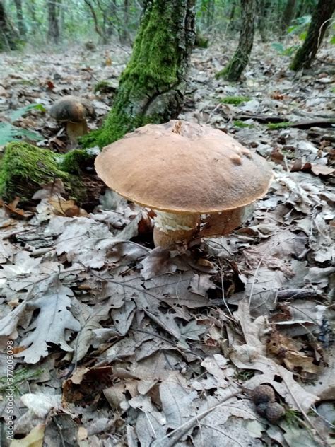 Edible forest mushrooms. A photograph of an edible forest mushroom in nature. Stock Photo ...