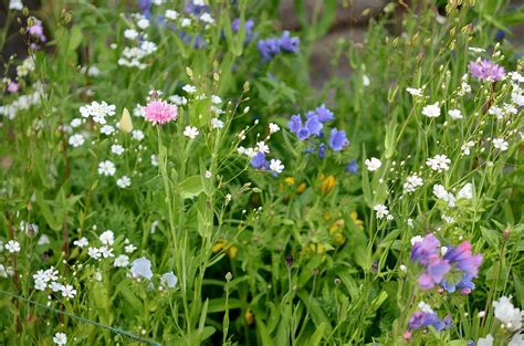 Wild Grass Flowers - Free photo on Pixabay - Pixabay