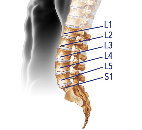 Vertebral Column Dorsal Lumbar Sacral Spine Stl File From | Hot Sex Picture