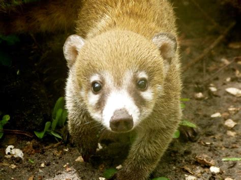 Caribbean Wildlife Centre Belize