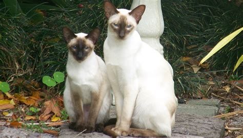 File:Two Siamese cats.jpg - Simple English Wikipedia, the free encyclopedia