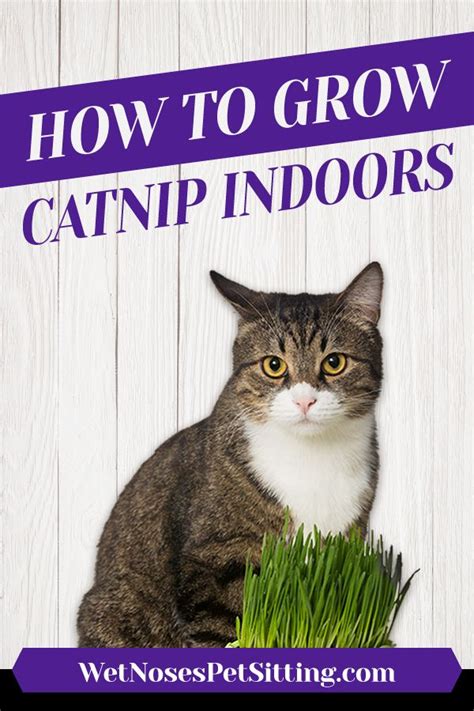 5 Steps to Start Growing Catnip Inside from Seeds! | Growing catnip, Catnip, Catnip plant