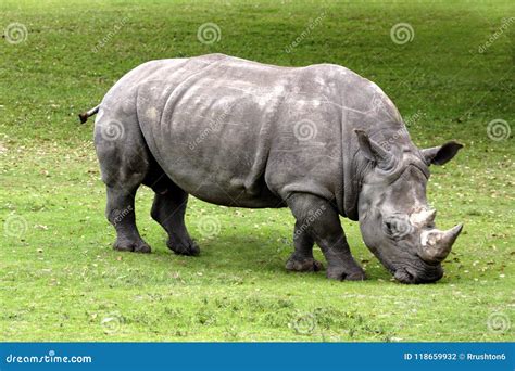 Two Horned Rhinoceros stock photo. Image of black, nose - 118659932