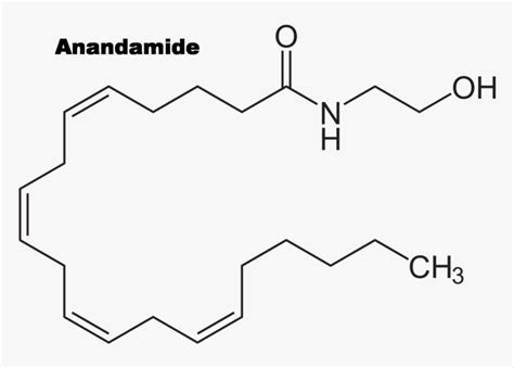 Anandamide - Structure, HD Png Download - kindpng