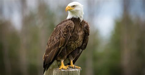 Entdecken Sie die schnellsten Tiere in New Jersey - TUNLOG