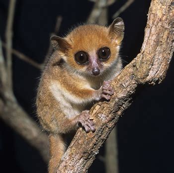 Pygmy Mouse Lemur | Wild Kratts Wiki | Fandom