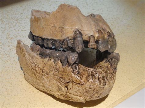 File:Australopithecus afarensis jaw - Fossils in the Arppeanum - DSC05509.JPG | Human evolution ...