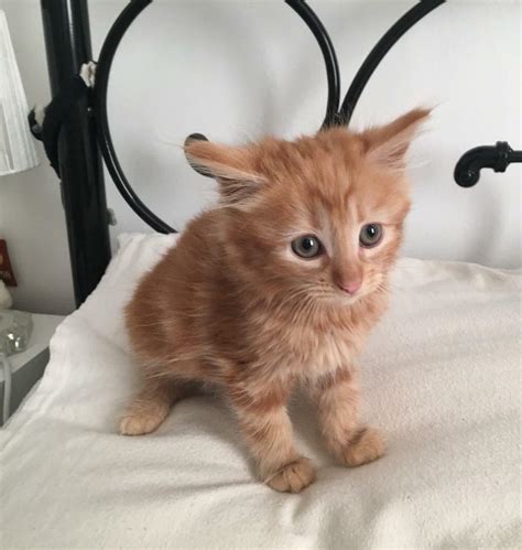 Still available A long haired ginger female kitten | in Derby, Derbyshire | Gumtree