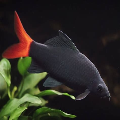 Aquarium Central -Freshwater Dolphin Fish (Marcusenius . 8-10cm - Aquarium Central