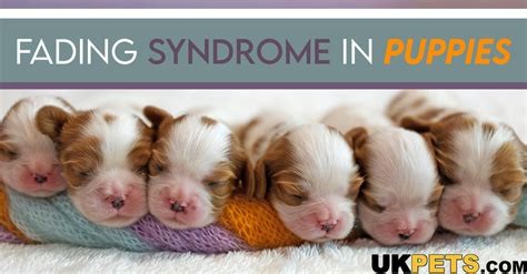 Fading Puppy Syndrome: Symptoms, Treatment, and Prevention | UKPets