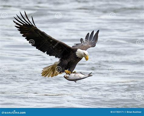 American Bald Eagle With Fish Stock Photo - Image: 61783171