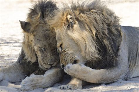 The Comedy Wildlife Photography Awards Has Released The Finalists Images And They're Hilarious