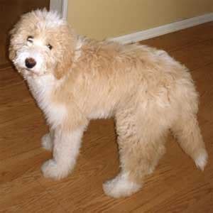 Pyredoodle Dog Breed » Great Pyrenees & Poodle Mix