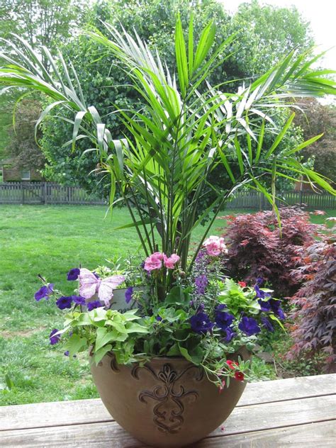 love the palm, large container garden, | 1000 | Plants, Container ...