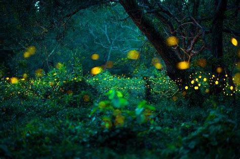 Firefly Night Backgrounds Stock Photos, Images and Backgrounds for Free ...