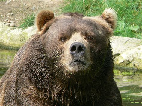 File:Male kodiak bear face.JPG - Wikipedia