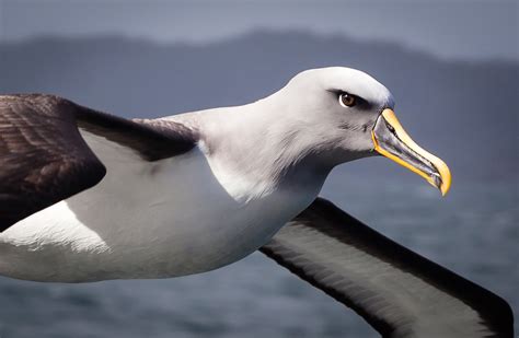 Grey Bullers Mollymawk, Pacific Albatross - Neuseeland News – Reisen, Abenteuer und Tourismus ...