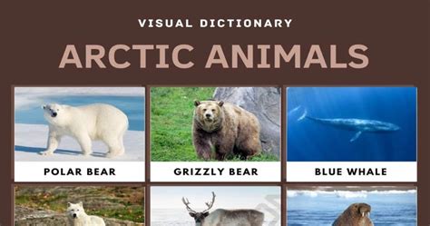 Arctic Animals: List of Arctic Animals with Interesting Facts & Pictures • 7ESL