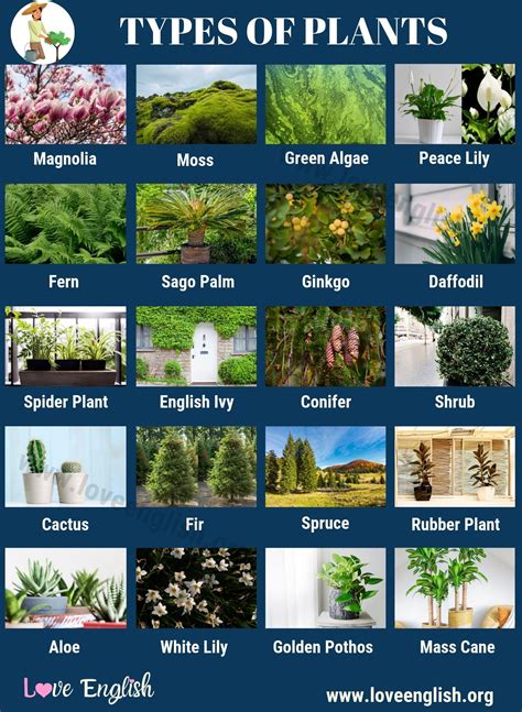 Types of Plants: 20 Different Types of Plants in English - Love English | Types of plants ...