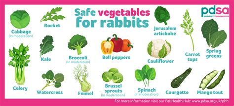 Feeding your rabbits - PDSA