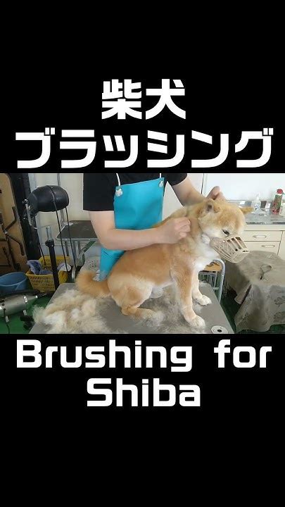 柴犬のブラッシング | Brushing for Shiba Inu #Shorts - YouTube