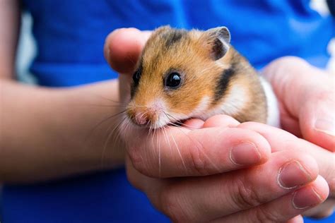 Hamster | Facts & Breeds | Britannica