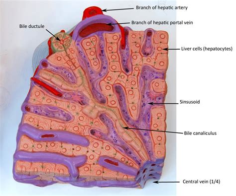 Liver Diagram Labeled Transverse Sectioned Model Human Body Systems | Images and Photos finder