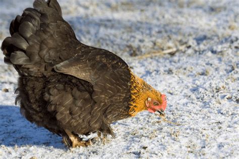 Chicken in the Winter » Homesteading Where You Are