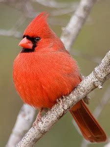 Indiana State Bird Cardinal | State Birds