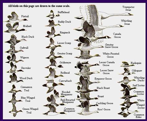 Breeds Identifier Duckling Identification Chart