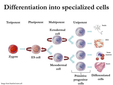 PPT - Stem Cells PowerPoint Presentation, free download - ID:300242