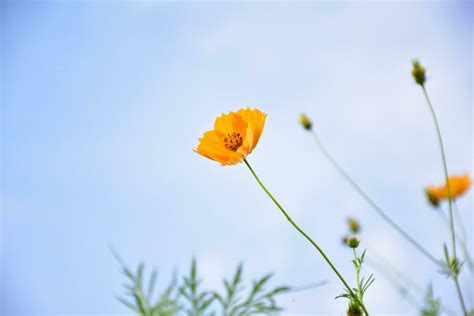 Yellow cosmos flower 26161620 Stock Photo at Vecteezy