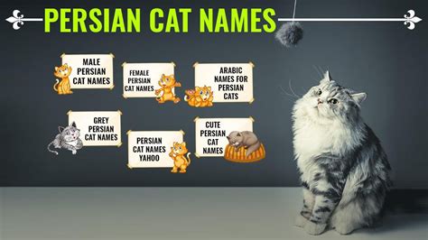 Persian Cat Names – 150+ Unique And Gorgeous Names With Meanings - Petmoo