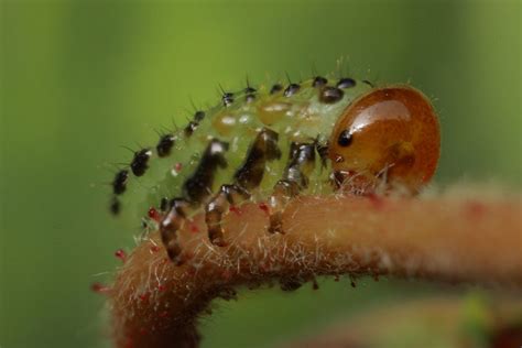 Sawfly Larvae – wildlifemacro