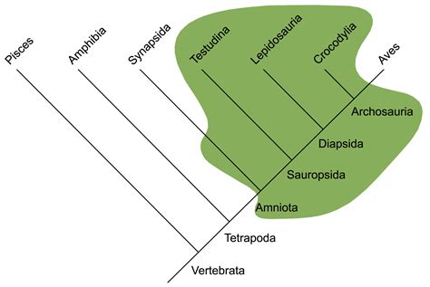 Systematik der Gattung Testudo – Die Schildkröten-Farm