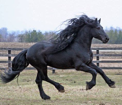 Black Shire horse Does not look like a Shire to me, but is a BEAUTIFUL black horse for sure ...