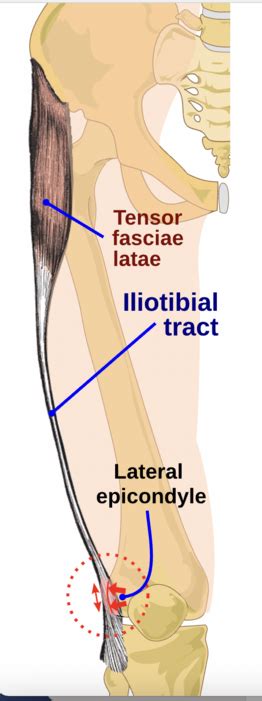 Iliotibial Band Anatomy