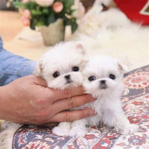 Home raised Teacup Maltese puppies male & female for Adoption+1(616 ...