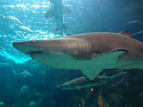 Are There Sharks At The Florida Aquarium? – Road Topic