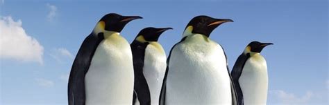 Penguin Anatomy - Animal Facts and Information